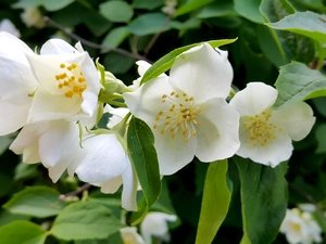 Flowers, jasmine