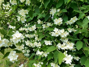 Flowers, Bush, jasmine