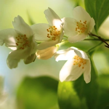 jasmine, White, Flowers, Bush