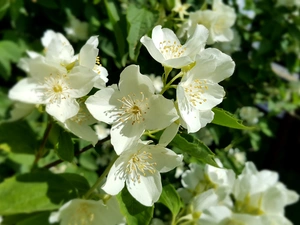 Flowers, jasmine