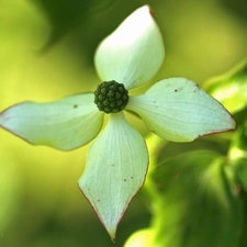 Cornus Kousa, White, Flowers, Bush