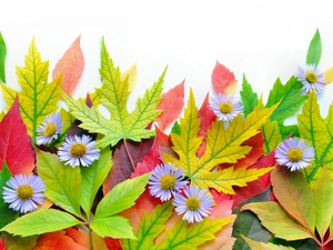 Flowers, color, Leaf