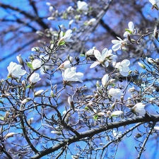 Magnolia, Bush, Flowers, White