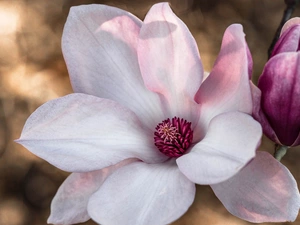 Magnolia, Pink, Colourfull Flowers