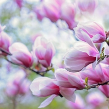 Flowers, Pink, Magnolia