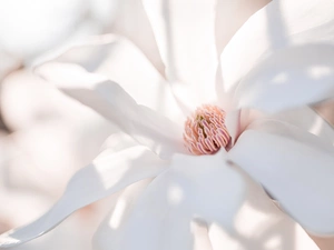 Colourfull Flowers, Magnolia, Close, White
