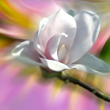 Colourfull Flowers, Magnolia, graphics, White