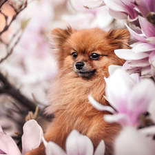 dog, Flowers, Magnolias, Toy Spitz