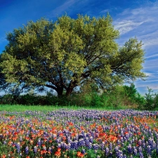 oak, Spring, Flowers, Teksas