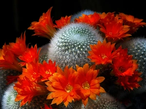 Flowers, Cactus, Orange
