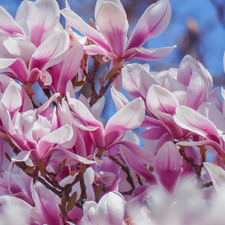 Pink, Magnolia, Blossoming, Flowers