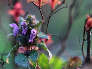 Flowers, nettle, Pink