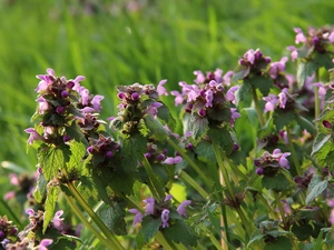 Flowers, nettle, purple