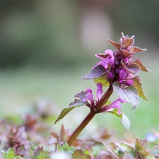 Flowers, nettle, purple