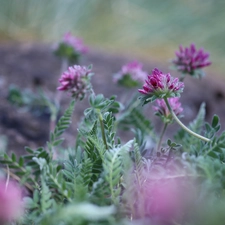 Flowers, trefoil, purple