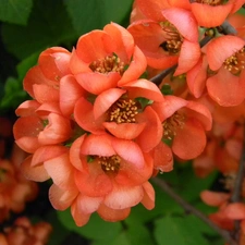 Flowers, Bush, quince