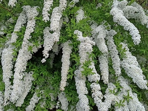 Bush, Flowers, Spiraea Grey, White