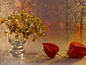 Flowers, withered, Vase, physalis, luminosity, Bokeh, sun, flash, ligh