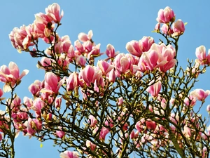 Flowers, Magnolias, trees