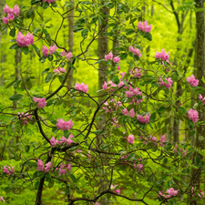 viewes, forest, rhododendron, Flowers, Bush, trees