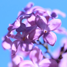 Violet, Bush, Flowers, without