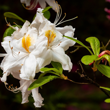 White, rhododendron, azalea, Flowers