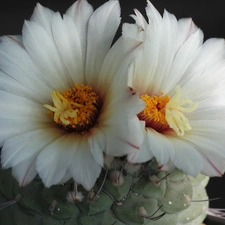 Flowers, Cactus, White