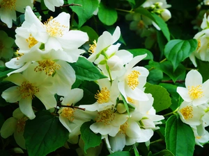 White, Bush, jasmine, Flowers