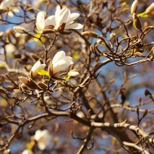 Flowers, Magnolia, White