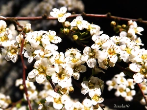 Flowers, Spiraea, White