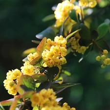 flowers, Bush, Yellow