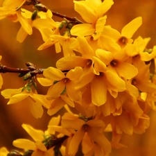 Flowers, forsythia, Yellow