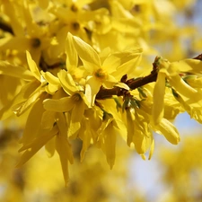 Flowers, forsythia, Yellow