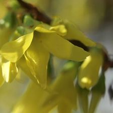 Flowers, forsythia, Yellow