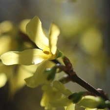 Flowers, forsythia, Yellow