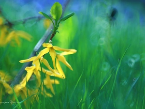 Flowers, forsythia, Yellow