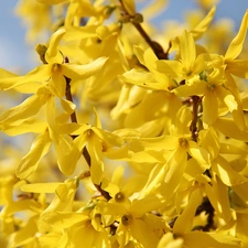 Flowers, forsythia, Yellow