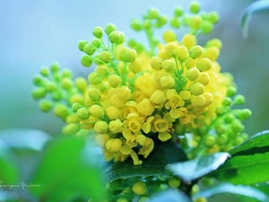 Flowers, holly, Yellow