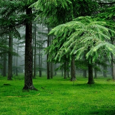 Fog, forest, Larches