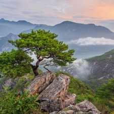 rocks, Sunrise, pine, Fog, trees, Mountains