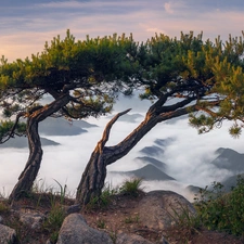 trees, rocks, pine, Fog, Mountains, viewes, VEGETATION