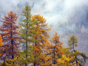 viewes, forest, autumn, Fog, Larches, trees