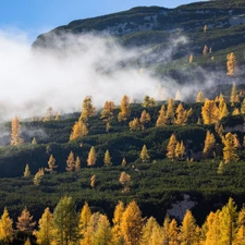 Yellow, rocks, viewes, Fog, Mountains, trees, Larches