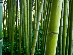 forest, bamboo