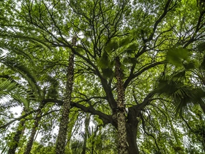 bamboo, trees, viewes, forest