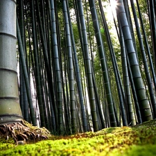 bamboo, forest
