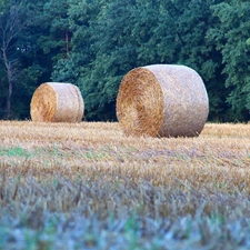 Bele, Field, forest, Hay