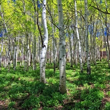 birch, forest