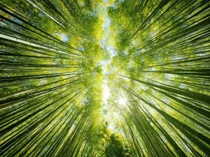 bamboos, light breaking through sky, trees, viewes, forest