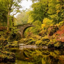 forest, River, bridge